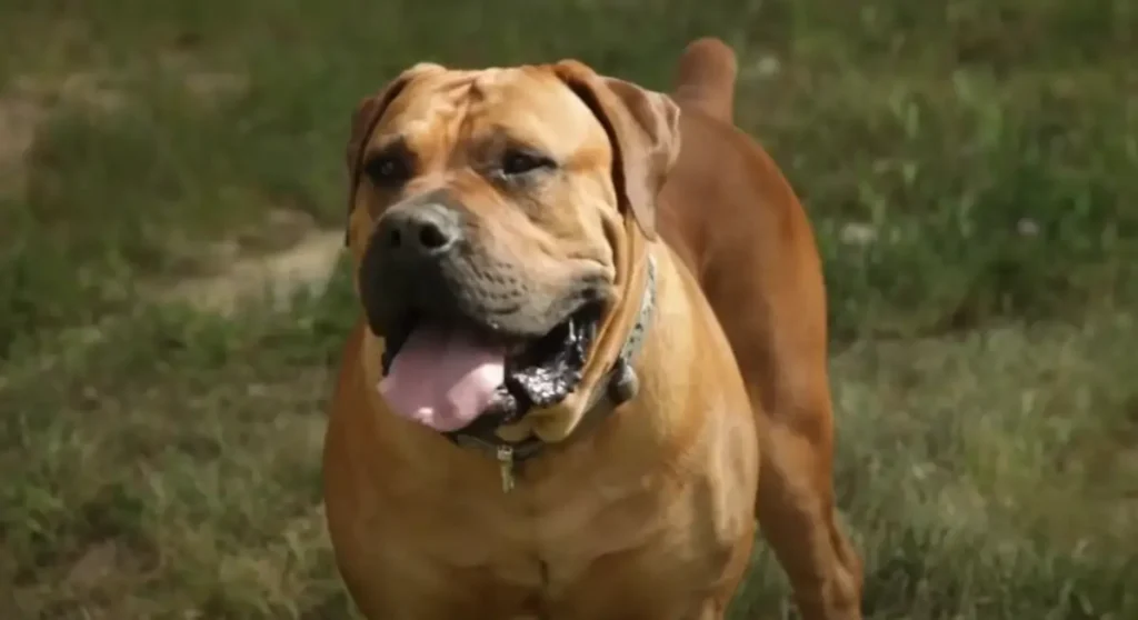 Boerboel