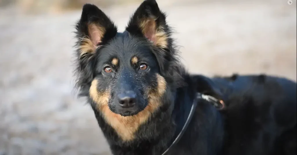 Bohemian Shepherd