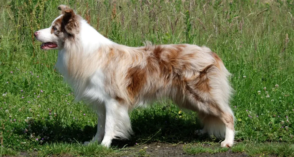 Border Collie