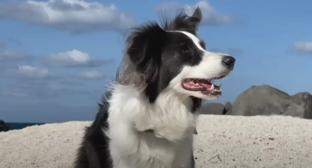 Border Collie