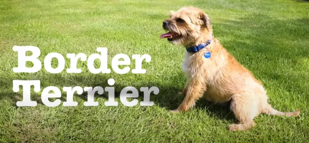 Border Terrier