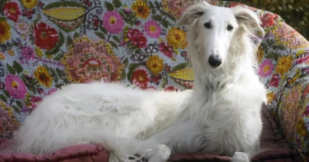 Borzoi