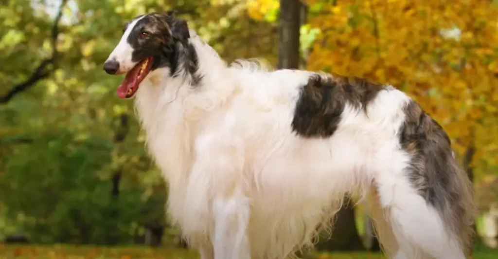 Borzoi