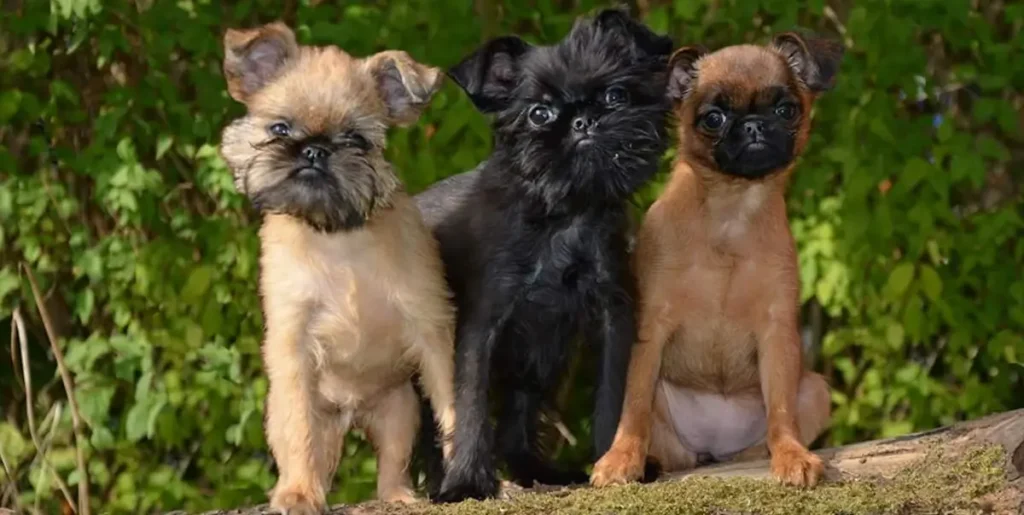 Brussels Griffon