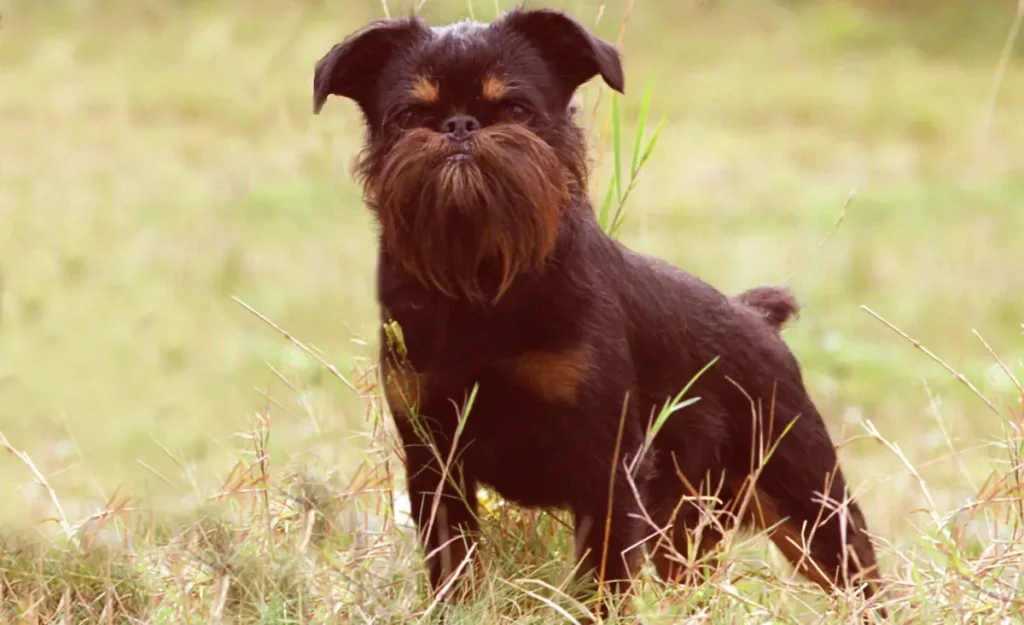 Brussels Griffon