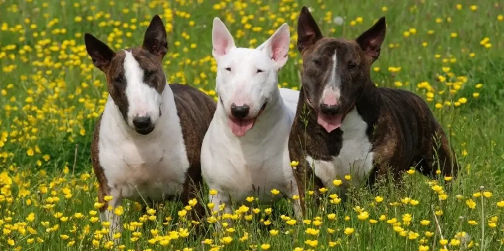 Bull Terrier