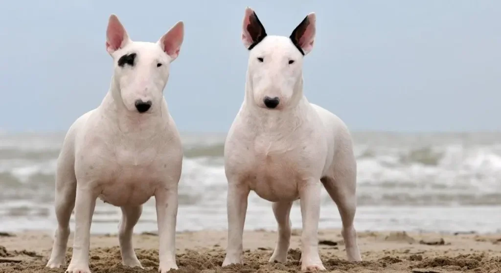 Bull Terrier