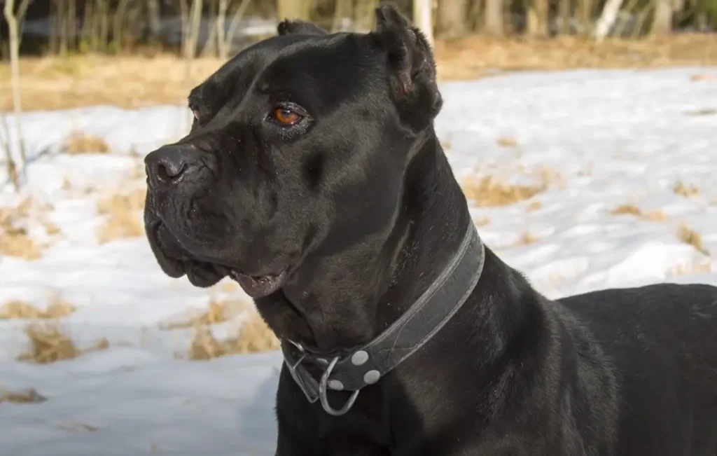 Cane Corso