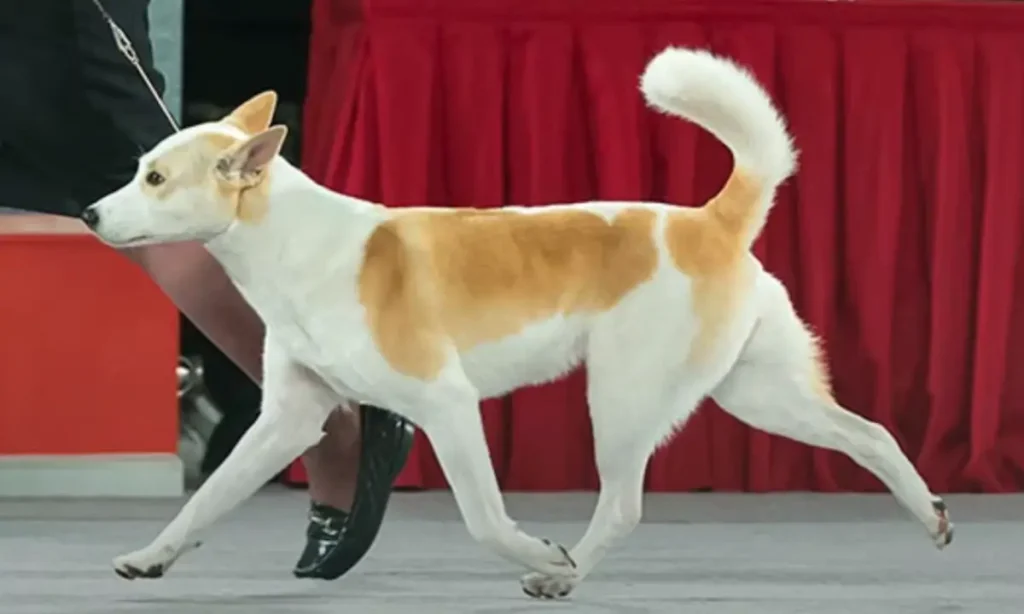 Canaan Dog