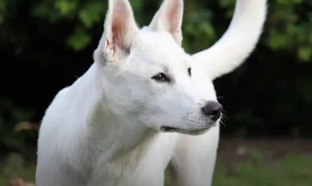 Canaan Dog