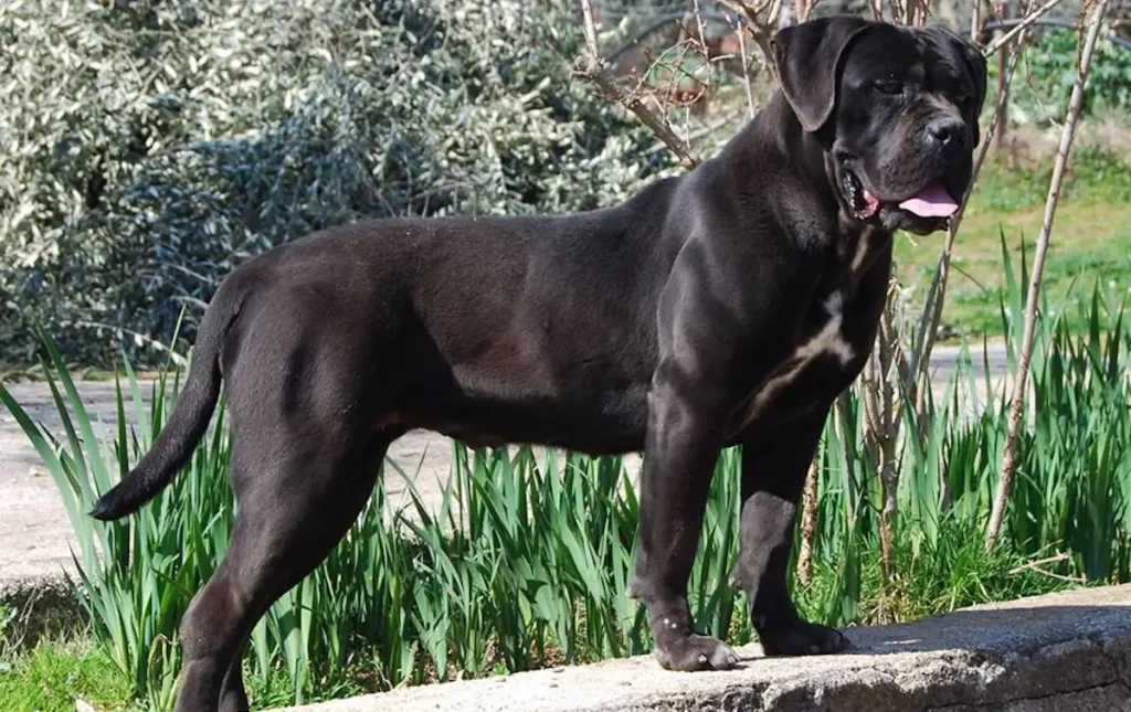 Cane Corso