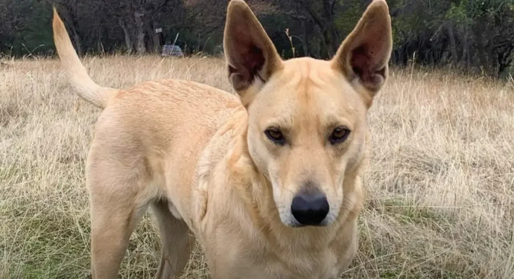 Carolina Dog