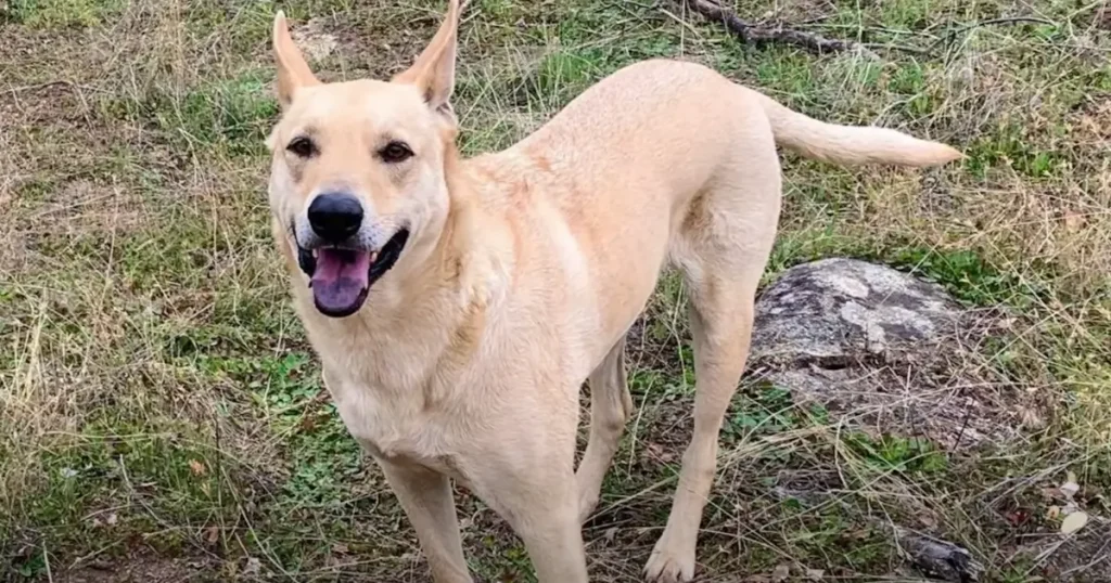 Carolina Dog