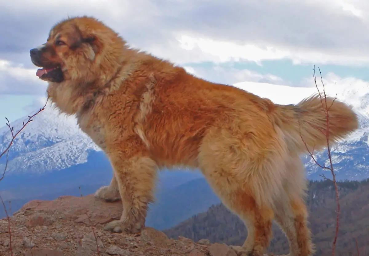 Harness the Power: Guide to Owning a Caucasian Shepherd Dog