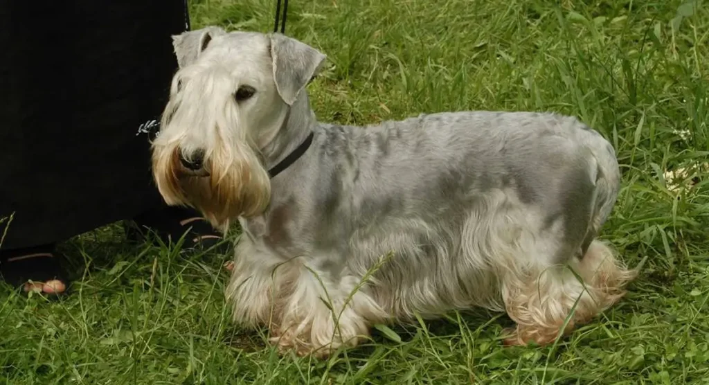 Cesky Terrier