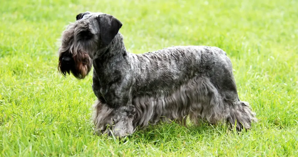 Cesky Terrier