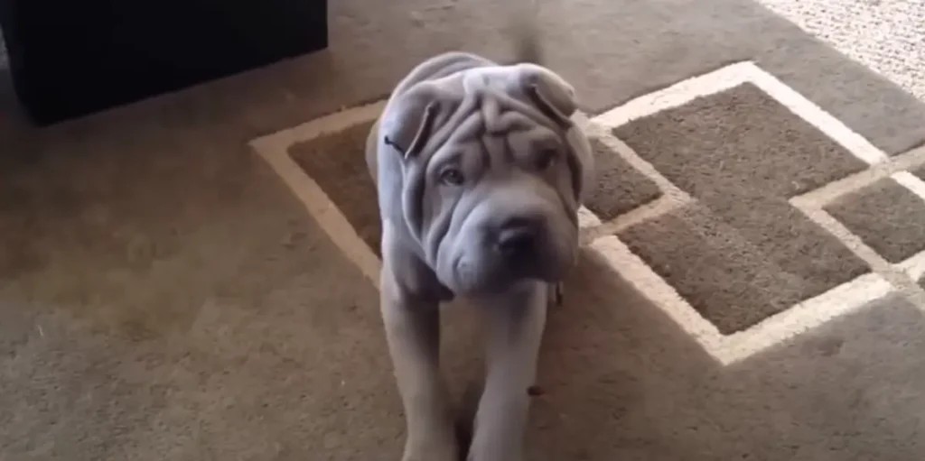 Chinese Shar-Pei