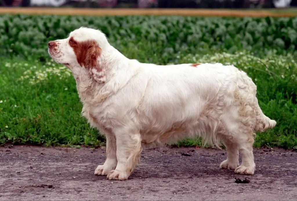 Clumber Spaniel