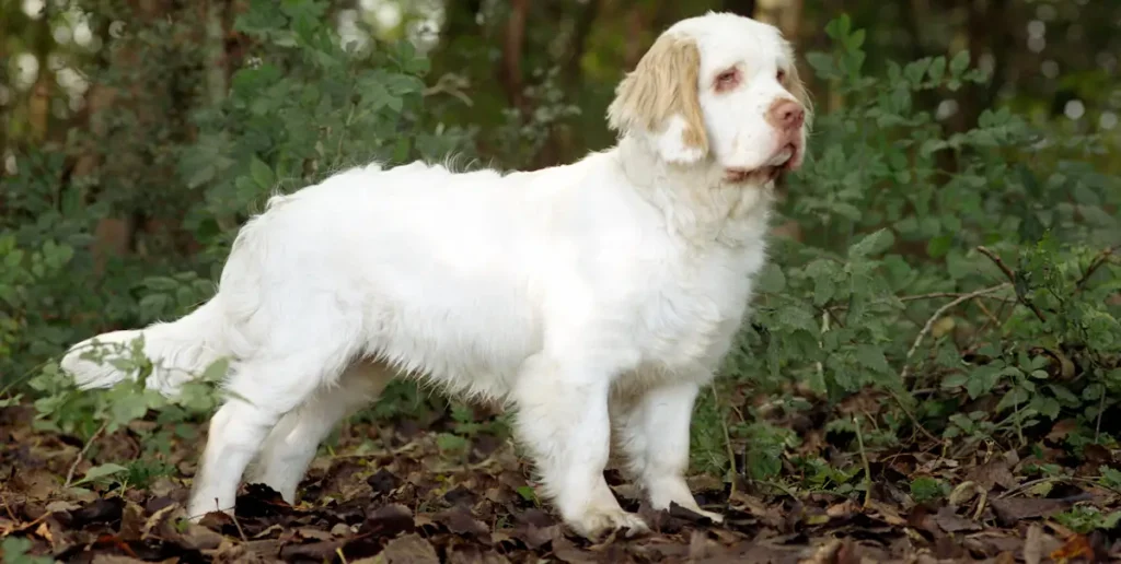 Clumber Spaniel