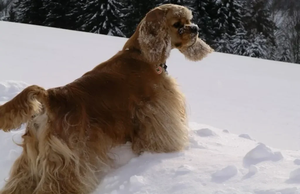 Cocker Spaniel