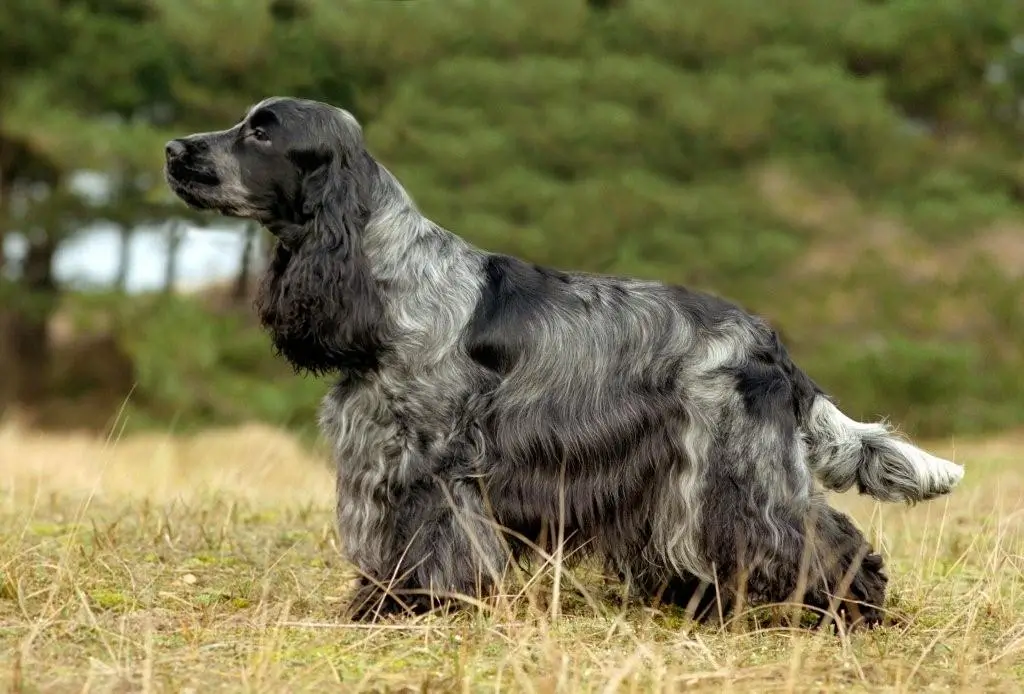 Cocker Spaniel