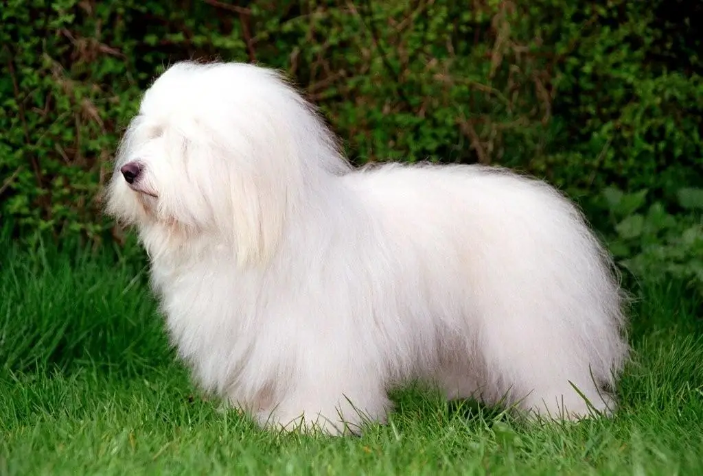 Coton De Tulear: An Engaging Guide To Their Traits And Care