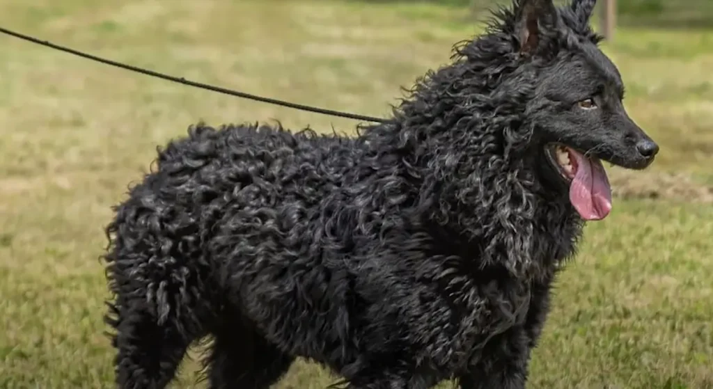 Croatian Sheepdog