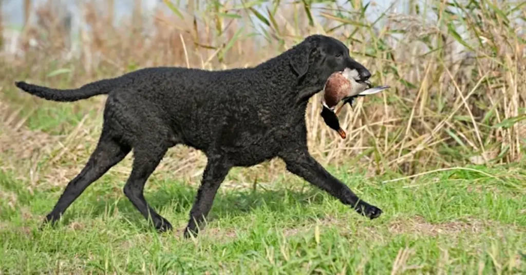 Curly-Coated Retriever