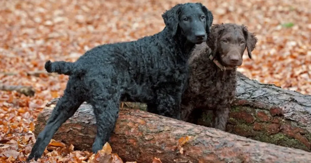 Curly-Coated Retriever