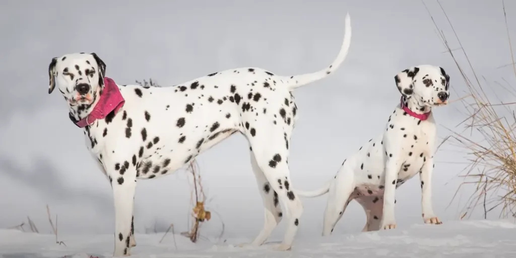 Dalmatian