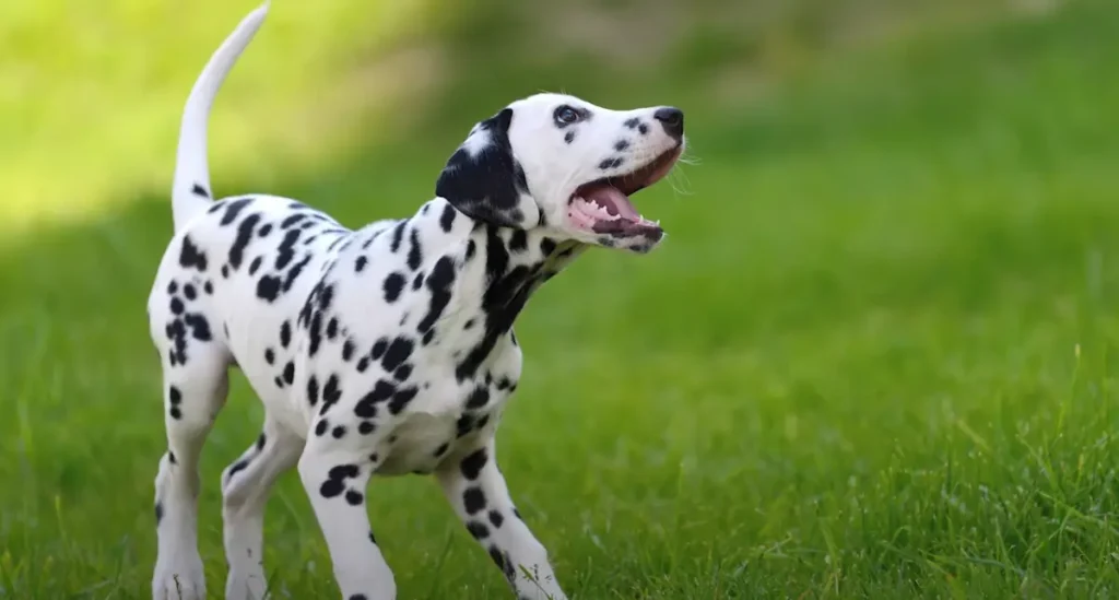 Dalmatian