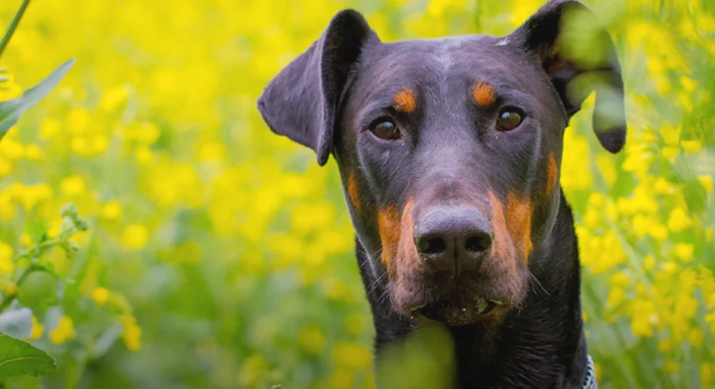 Doberdor - a mix of Doberman Pinscher and Labrador Retriever