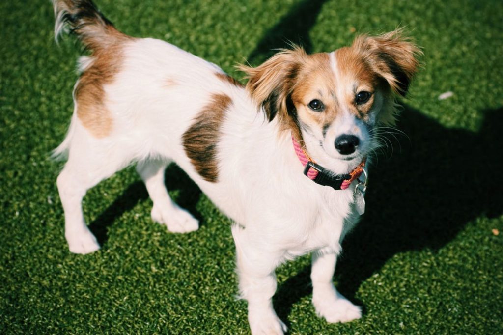 Docker - Dachshund and cocker spaniel mix