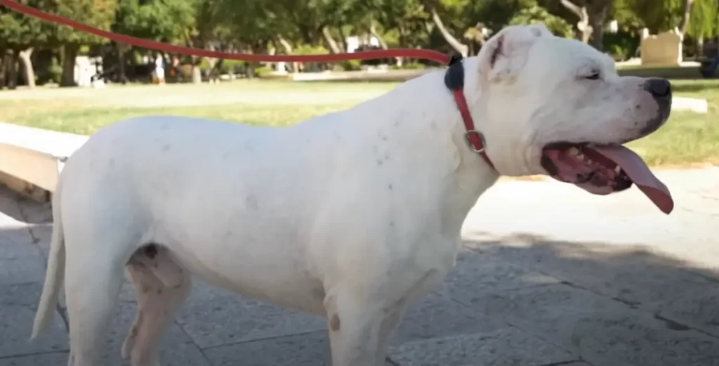 Dogo Argentino