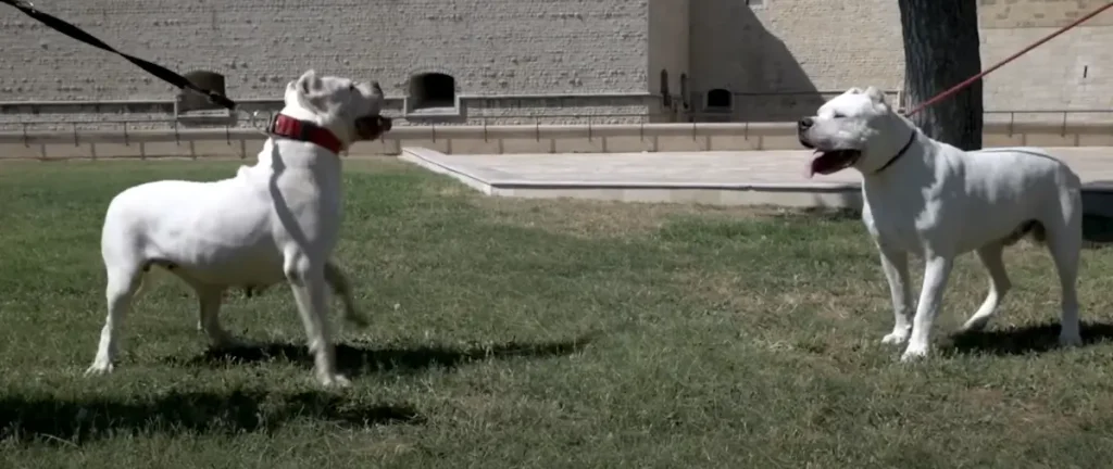 Dogo Argentino