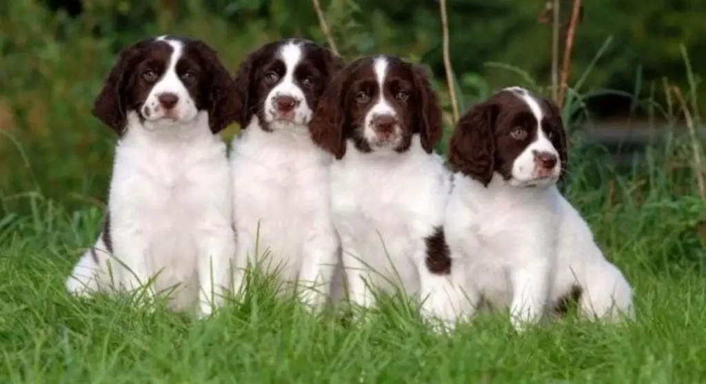 Drentsche Patrijshond - 4 pups