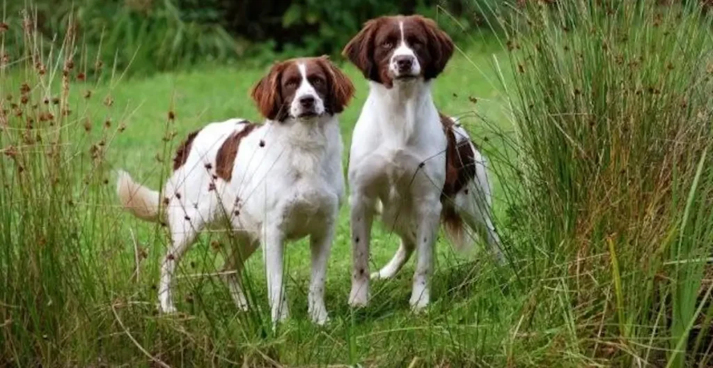 two Drentsche Patrijshond