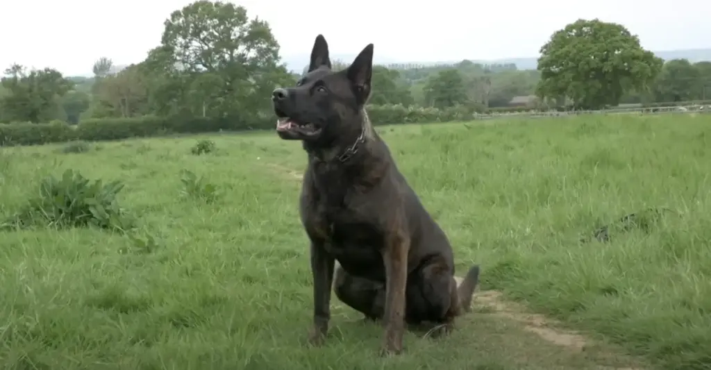 Dutch Shepherd