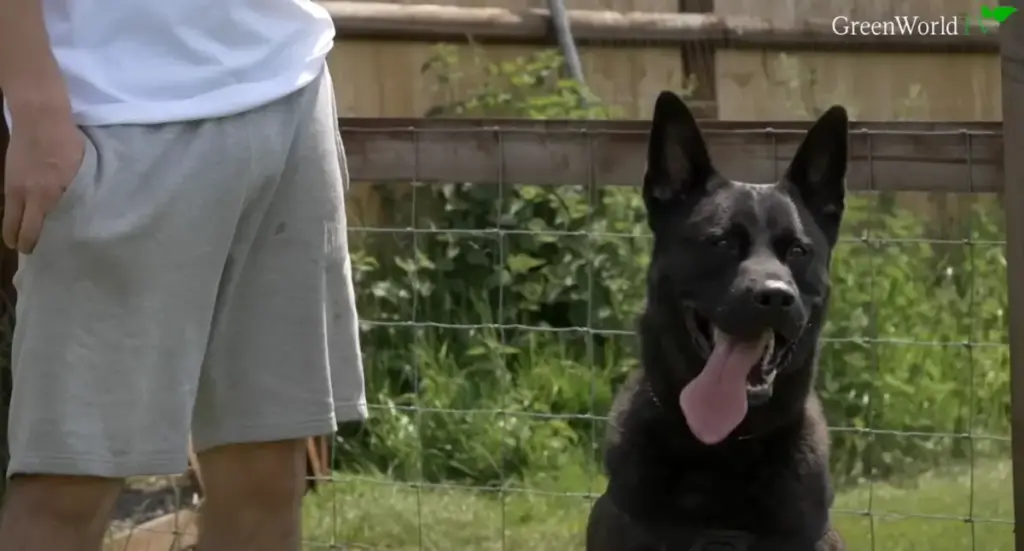 Dutch Shepherd