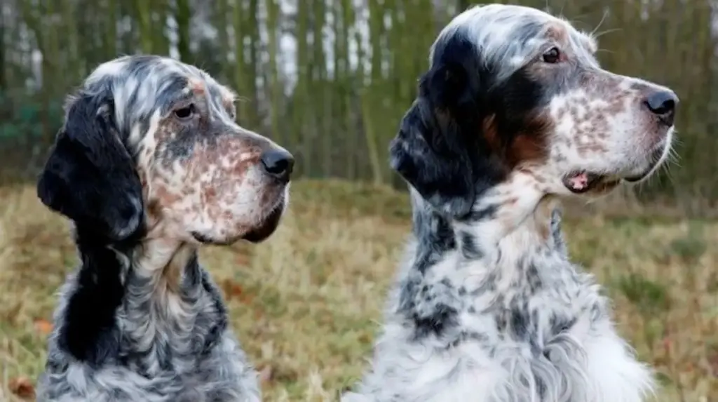 English Setter