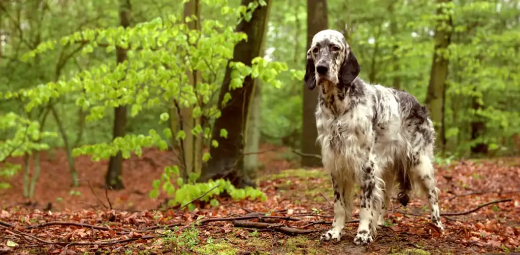 English Setter