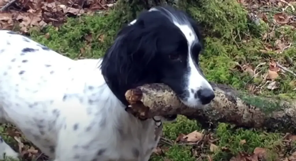 English Springer Spaniel