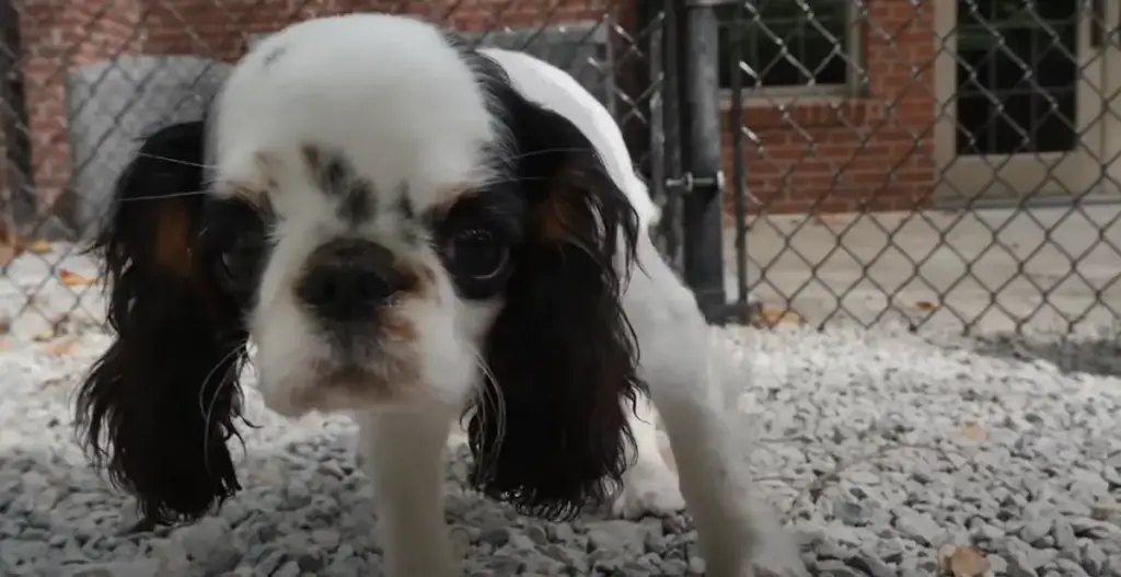 English Toy Spaniel