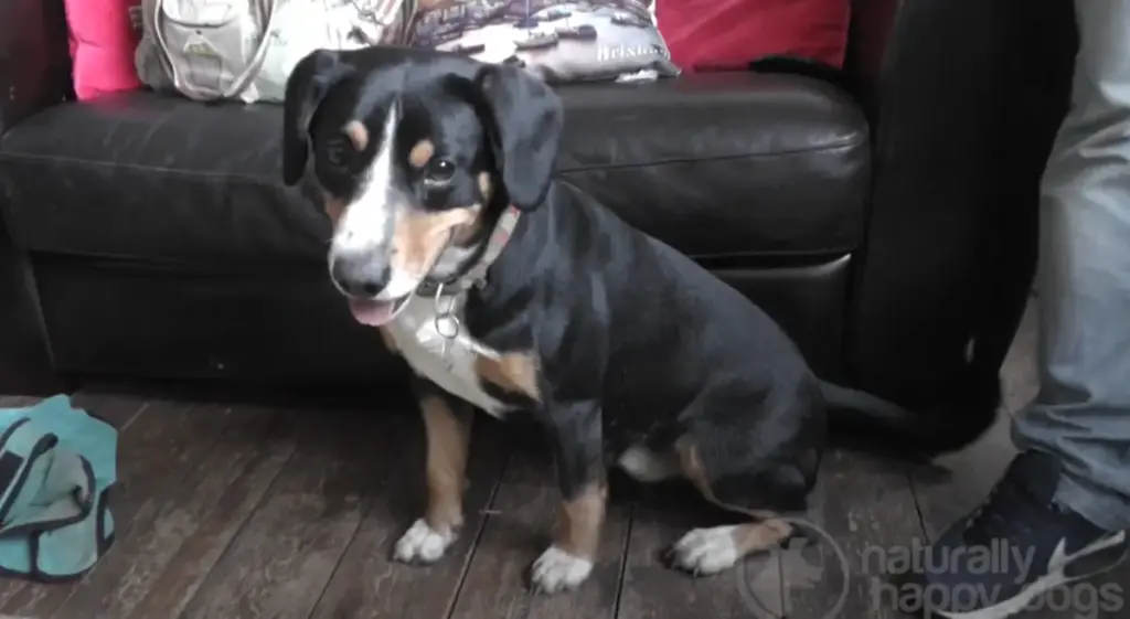 Entlebucher Mountain Dog