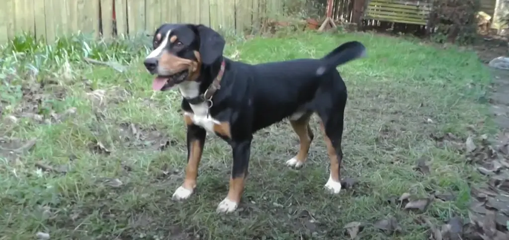 Entlebucher Mountain Dog