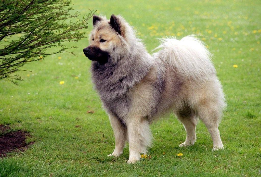 Discover the Eurasier: Calm and Charming Family Dog