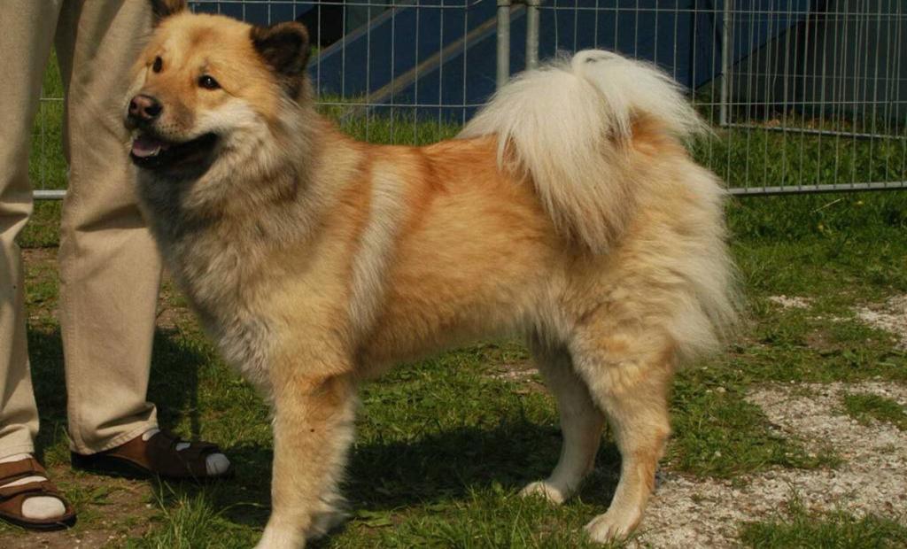 Eurasier