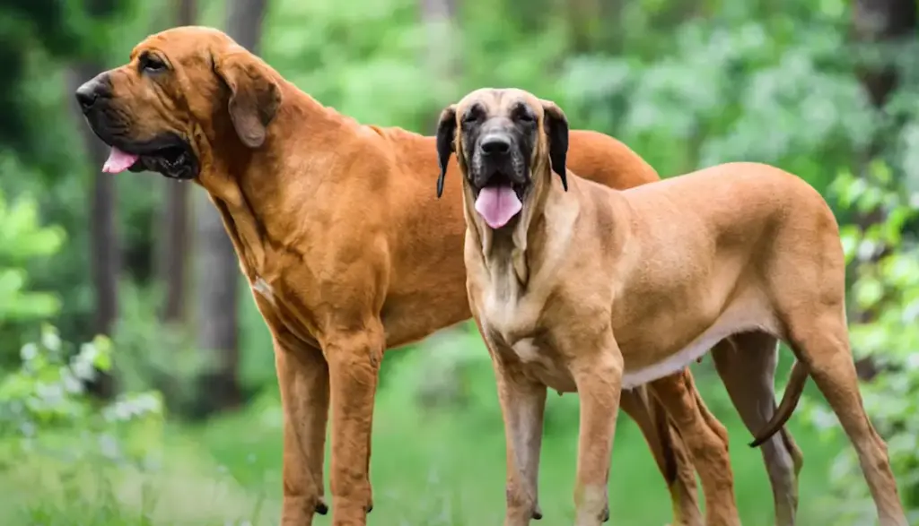 Fila Brasileiro