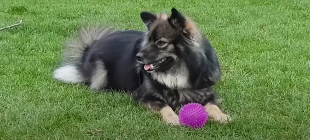 Finnish Lapphund