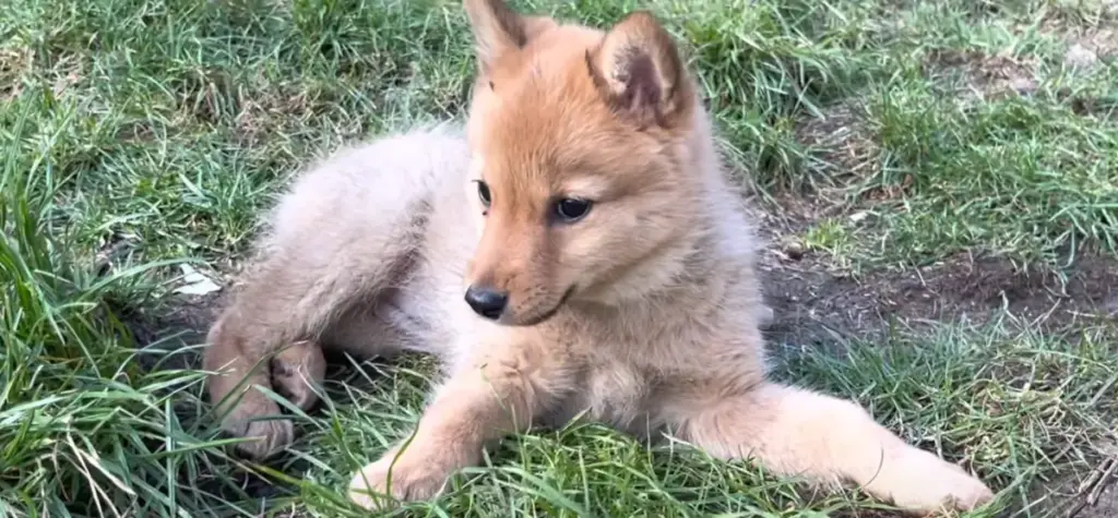 Finnish Spitz